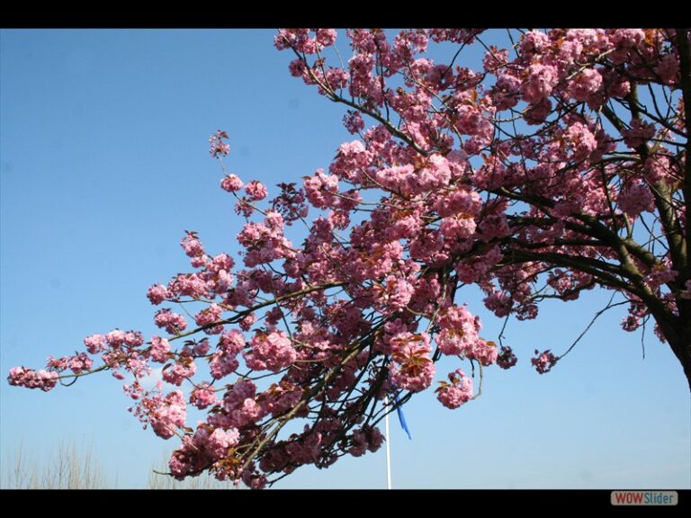 Exkursion: Ratshausverein Oberwinter – Ortsführung mit Ute Metternich