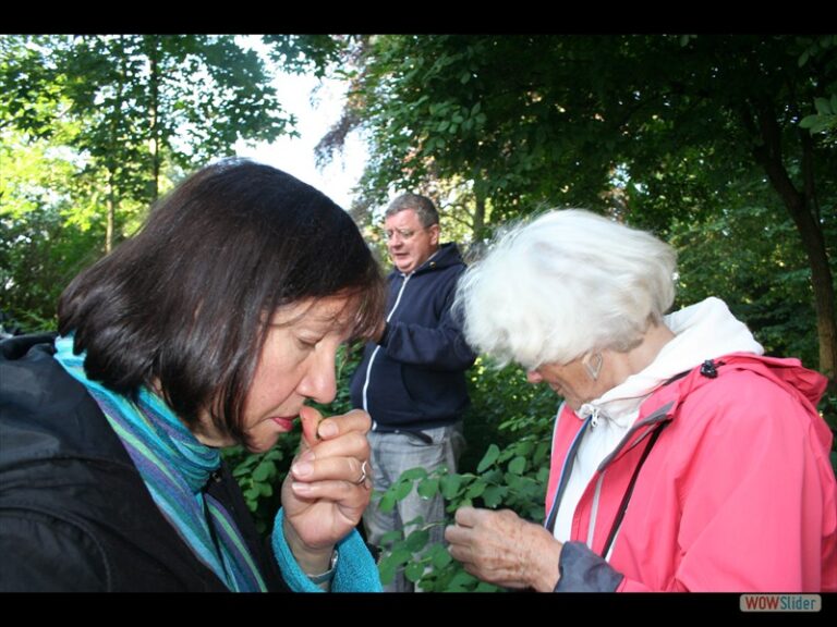 Kräutervielfalt  im Garten rund um das Schloss